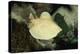 Scalloped Torpedo Ray, Torpedo Panthera, Sudan, Africa, Red Sea-Reinhard Dirscherl-Premier Image Canvas