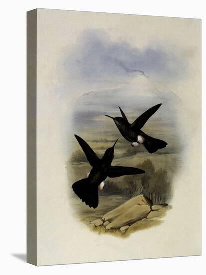 Scaly Puffleg, Eriocnemis Squamata-John Gould-Premier Image Canvas