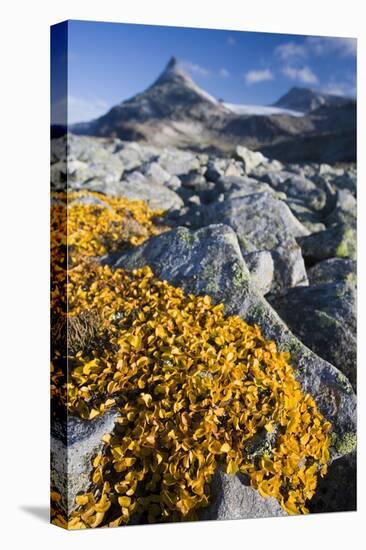 Scandinavia, Norway, Jotunheimen, National-Park, Rocks, Vegetation-Rainer Mirau-Premier Image Canvas