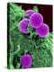 Scanning Electron Micrograph of a Human Neutrophil Ingesting Mrsa-Stocktrek Images-Premier Image Canvas