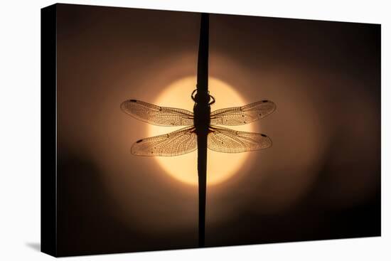 Scarce Chaser dragonfly silhouetted against the rising sun, UK-Ross Hoddinott-Premier Image Canvas