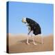 Scared Ostrich Burying its Head in Sand Concept-Andrey_Kuzmin-Stretched Canvas