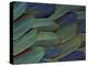 Scarlet and Blue Gold Macaw Wing Feathers-Darrell Gulin-Premier Image Canvas