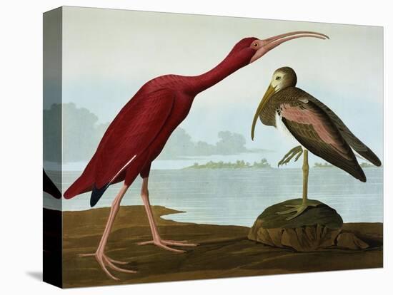 Scarlet Ibis (Eudocimus Ruber), Plate Cccxcvii, from 'The Birds of America'-John James Audubon-Premier Image Canvas