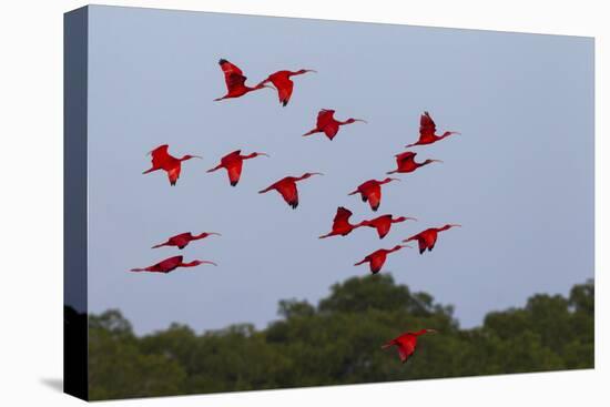 Scarlet Ibis Flock-Ken Archer-Premier Image Canvas