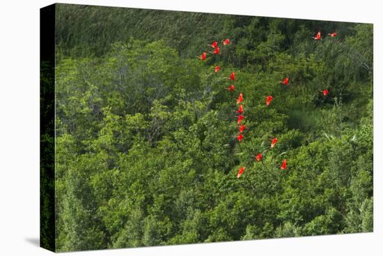 Scarlet Ibis, Shell Beach, North Guyana-Pete Oxford-Premier Image Canvas