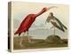 Scarlet Ibis-John James Audubon-Stretched Canvas