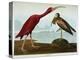 Scarlet Ibis-John James Audubon-Premier Image Canvas