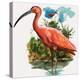 Scarlet Ibis-null-Premier Image Canvas