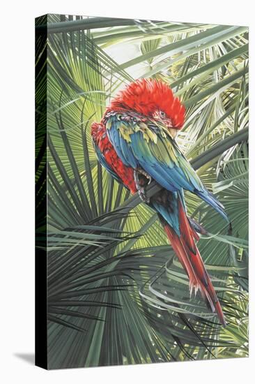 Scarlet Macaw, 1989-Sandra Lawrence-Premier Image Canvas