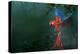 Scarlet Macaw 2-Michael Jackson-Premier Image Canvas