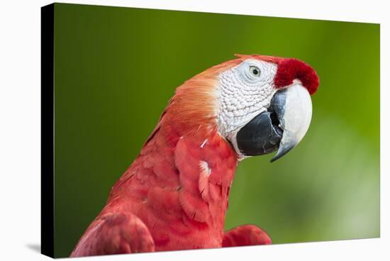 Scarlet Macaw (Ara Macao), Amazon, Brazil, South America-G&M Therin-Weise-Premier Image Canvas