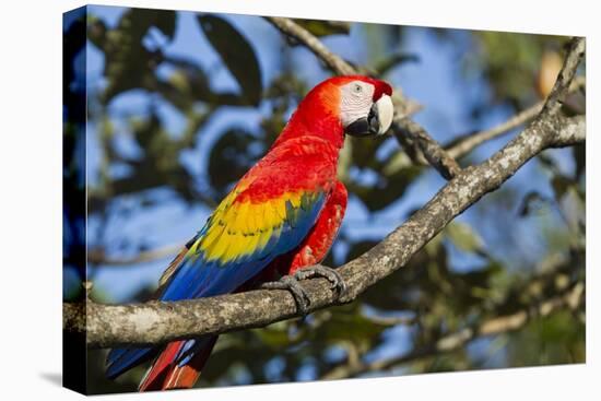 Scarlet Macaw, Costa Rica-null-Premier Image Canvas