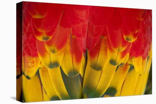 Scarlet Macaw, Costa Rica-null-Premier Image Canvas