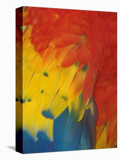Scarlet Macaw Feathers-Bob Krist-Premier Image Canvas