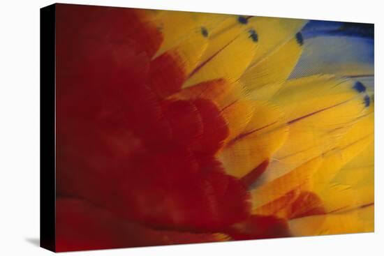 Scarlet Macaw Feathers-DLILLC-Premier Image Canvas