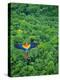 Scarlet Macaw Flying over Rainforest-Jim Zuckerman-Premier Image Canvas