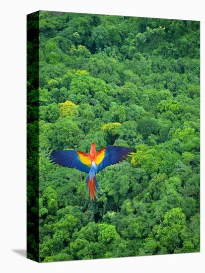 Scarlet Macaw Flying over Rainforest-Jim Zuckerman-Premier Image Canvas