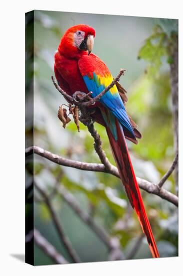 Scarlet Macaw on a Branch-Howard Ruby-Premier Image Canvas