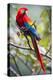 Scarlet Macaw on a Branch-Howard Ruby-Premier Image Canvas