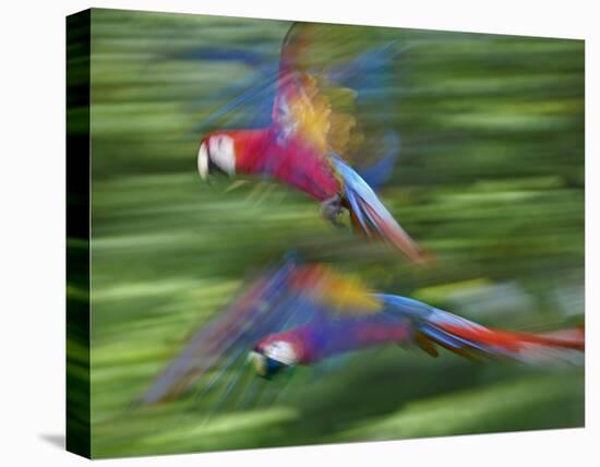 Scarlet Macaw pair flying, Costa Rica-Tim Fitzharris-Stretched Canvas