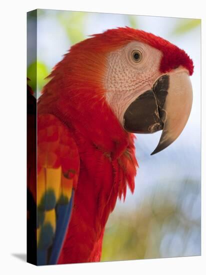 Scarlet Macaw, Roatan, Bay Islands, Honduras, Central America-Jane Sweeney-Premier Image Canvas