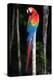 Scarlet Macaw's Feathers-Howard Ruby-Premier Image Canvas