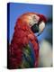 Scarlet Macaw, Seaworld, San Diego, California, United States of America, North America-Tomlinson Ruth-Premier Image Canvas