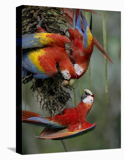 Scarlet Macaw trio feeding on palm fruits, Costa Rica-Tim Fitzharris-Stretched Canvas