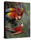 Scarlet Macaw trio feeding on palm fruits, Costa Rica-Tim Fitzharris-Stretched Canvas