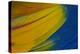 Scarlet Macaw Wing Covert Feathers-Darrell Gulin-Premier Image Canvas