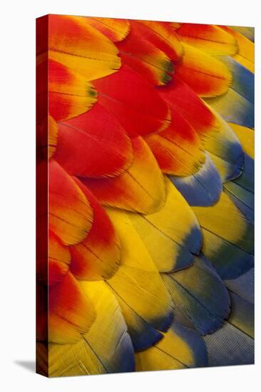 Scarlet Macaw Wing Covert Feathers-Darrell Gulin-Premier Image Canvas