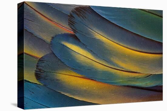 Scarlet Macaw Wing Feathers Fan Design-Darrell Gulin-Premier Image Canvas