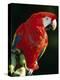 Scarlet Macaw-Niall Benvie-Premier Image Canvas
