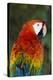 Scarlet Macaw-Tony Camacho-Premier Image Canvas