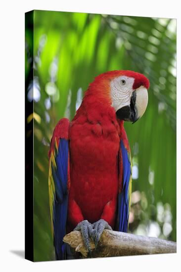 Scarlet Macaw-null-Premier Image Canvas