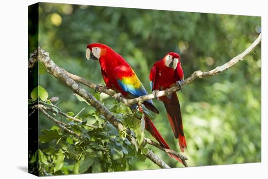 Scarlet Macaws, Costa Rica-Paul Souders-Premier Image Canvas