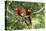 Scarlet Macaws, Costa Rica-Paul Souders-Premier Image Canvas