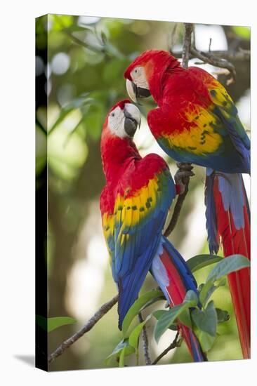 Scarlet Macaws, Costa Rica-null-Premier Image Canvas