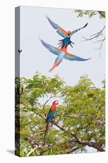 Scarlet Macaws in Flight-Howard Ruby-Premier Image Canvas