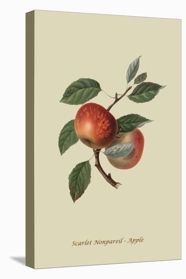 Scarlet Nonpareil - Apple-William Hooker-Stretched Canvas
