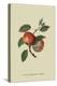 Scarlet Nonpareil - Apple-William Hooker-Stretched Canvas