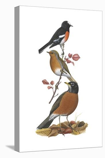 Scarlet Robin, European Robin, American Robin-Encyclopaedia Britannica-Stretched Canvas