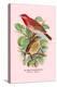 Scarlet Rose-Finch-Arthur G. Butler-Stretched Canvas