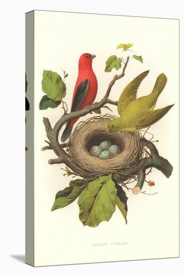 Scarlet Tanager Nest and Eggs-null-Stretched Canvas