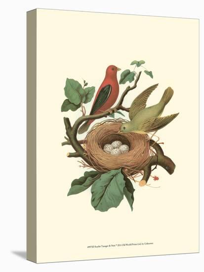 Scarlet Tanager & Nest-null-Stretched Canvas