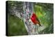 Scarlet Tanager (Piranga ludoviciana) male perched-Larry Ditto-Premier Image Canvas