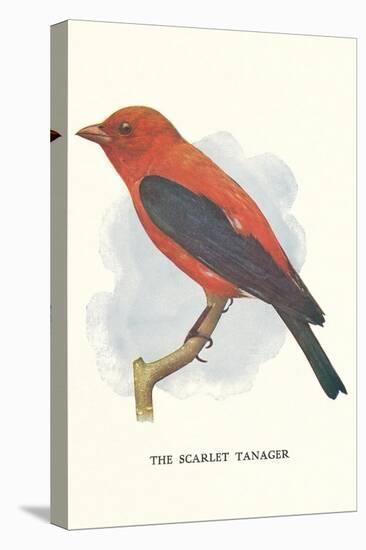 Scarlet Tanager-null-Stretched Canvas