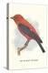 Scarlet Tanager-null-Stretched Canvas