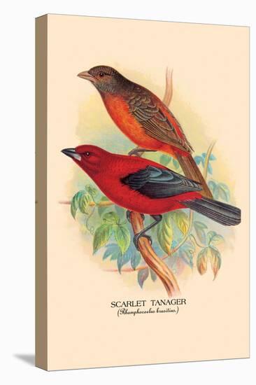Scarlet Tanager-Arthur G. Butler-Stretched Canvas